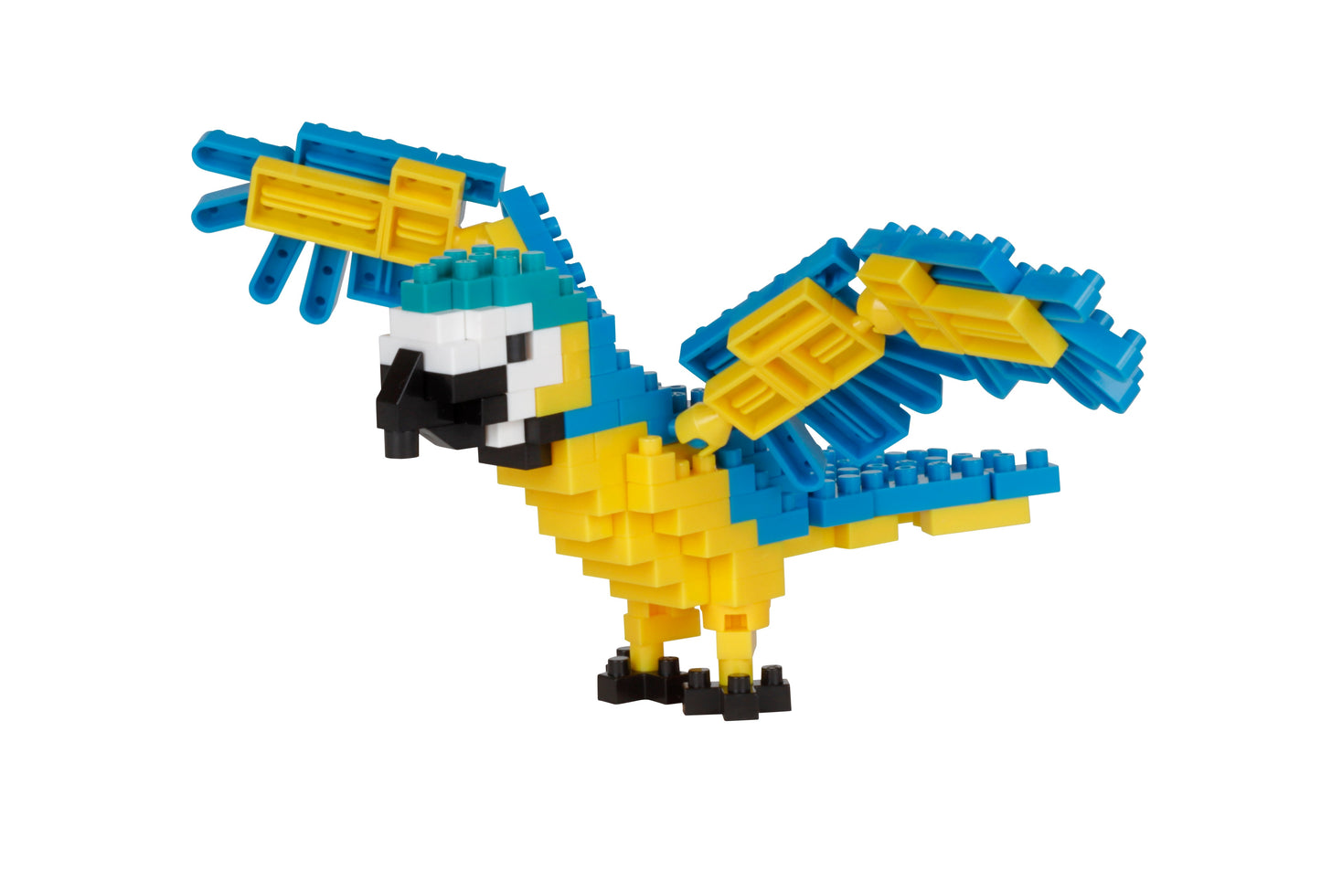 Macaw (Blue & Yellow)