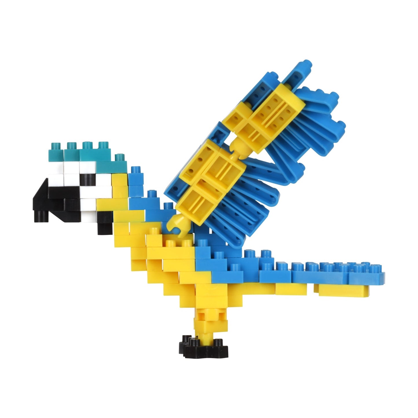 Macaw (Blue & Yellow)